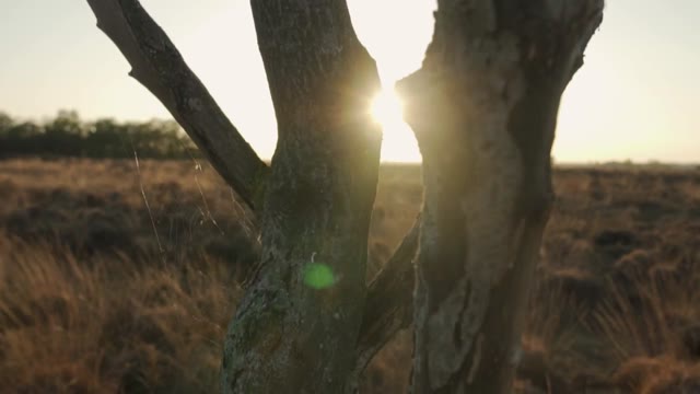 Sunlight Through Tree Trunk
